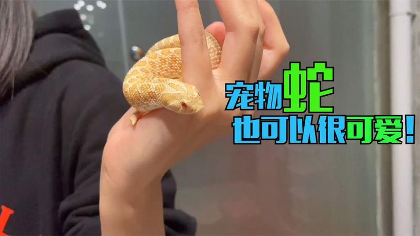 新澳2025正版免費資料和男子在湖边被蛇咬伤与男子在湖边被蛇咬伤视频